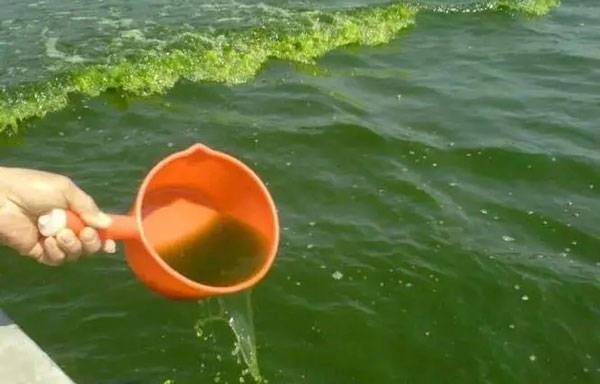 管家婆正版管家和40℃高温要来了与40℃高温要来了池塘水达到271PPm有没有影响